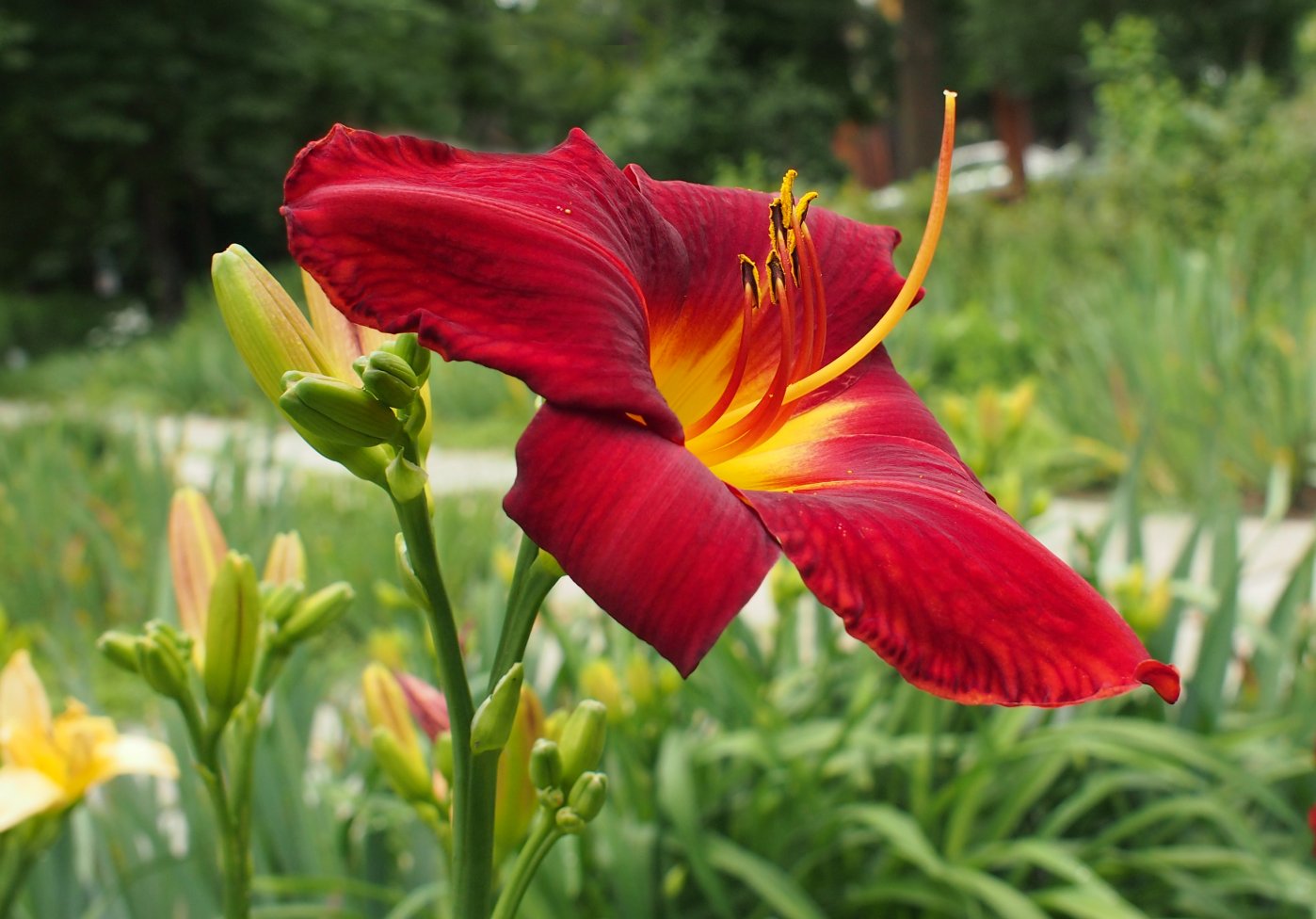 Image of Hemerocallis &times; hybrida specimen.