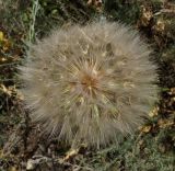 Tragopogon subspecies major