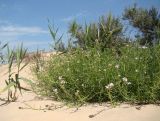 Cakile euxina. Цветущее растение (слева побеги Phragmites australis, на заднем фоне Artemisia arenaria и Elaeagnus angustifolia). Краснодарский край, Анапский муниципалитет, село Витязево, дюна Витязевской косы. 21.08.2015.