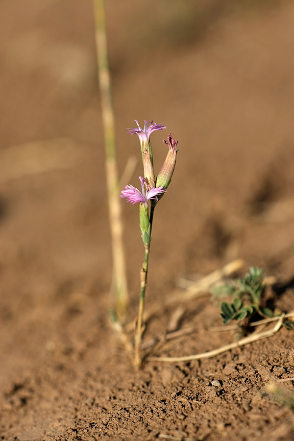 Image of Dianthus karataviensis specimen.