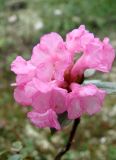 Rhododendron adamsii. Соцветие. Якутия (Саха), Нерюнгринский р-н, окр. гольца Эвота, перевал Тит. 26.06.2012.