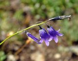 Campanula turczaninovii. Соцветие. Бурятия, Окинский р-н, долина р. Аршан, горная тундра (выс. около 1800 м н.у.м.). 10.07.2015.