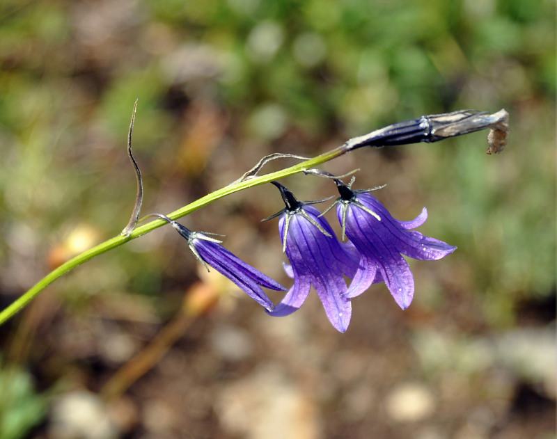 Изображение особи Campanula turczaninovii.