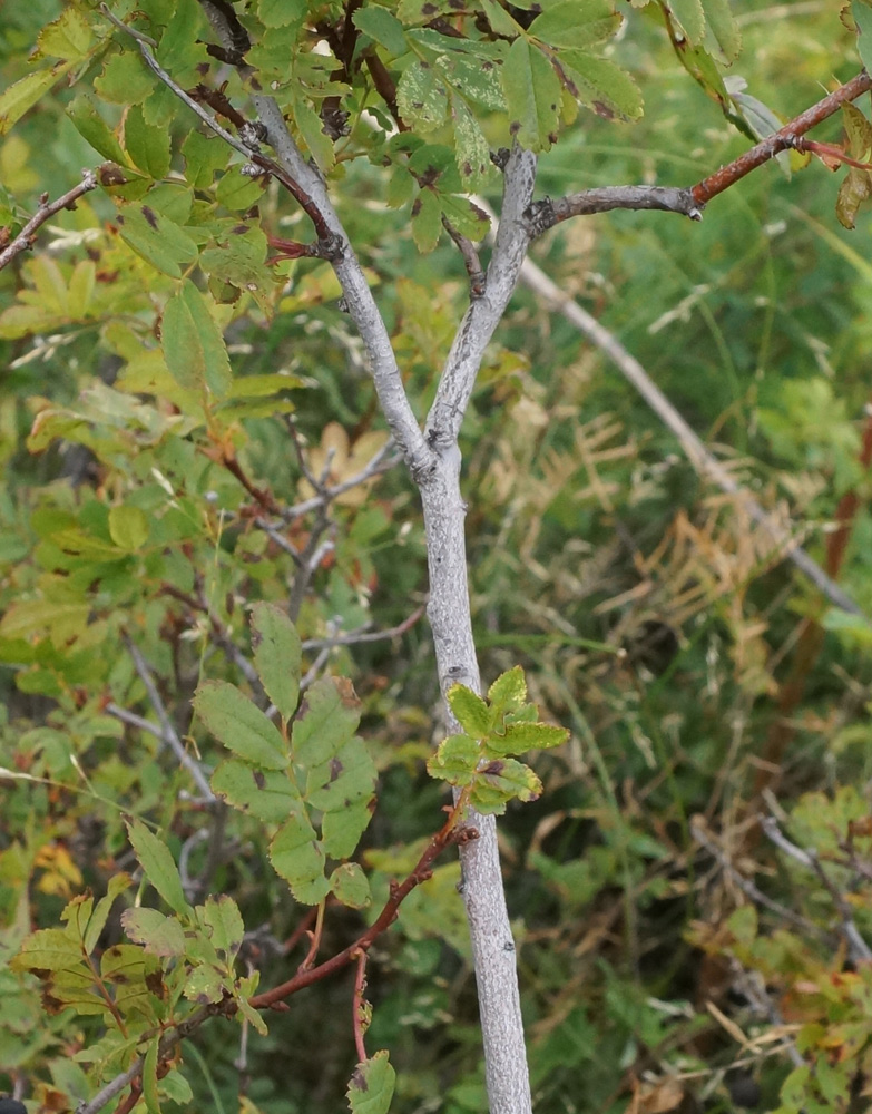 Image of Rosa spinosissima specimen.