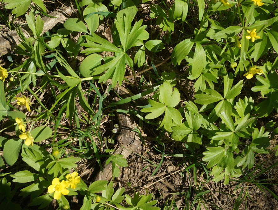 Изображение особи Ranunculus krylovii.