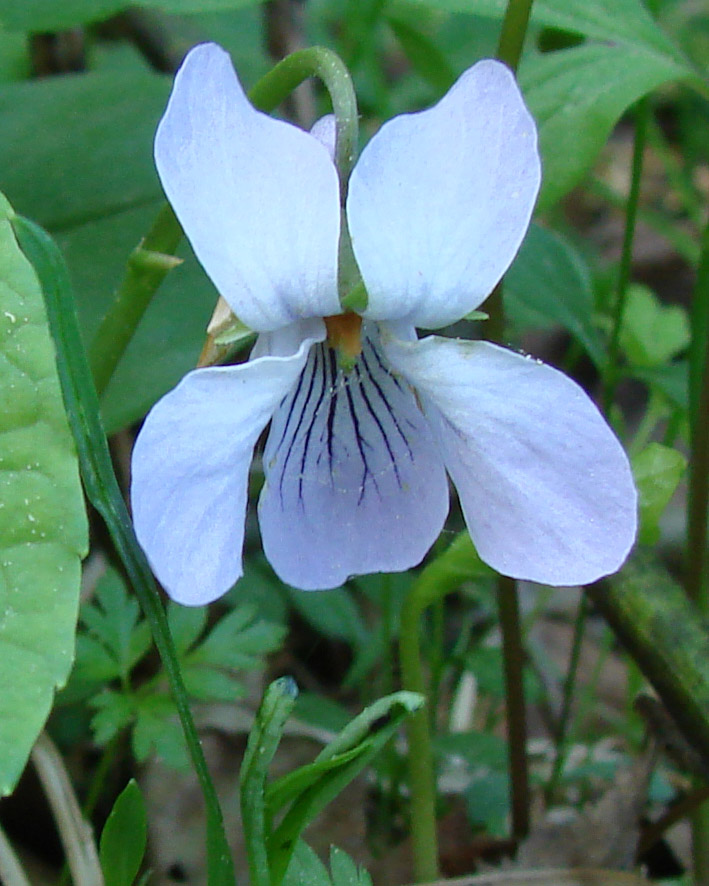 Изображение особи Viola epipsila.