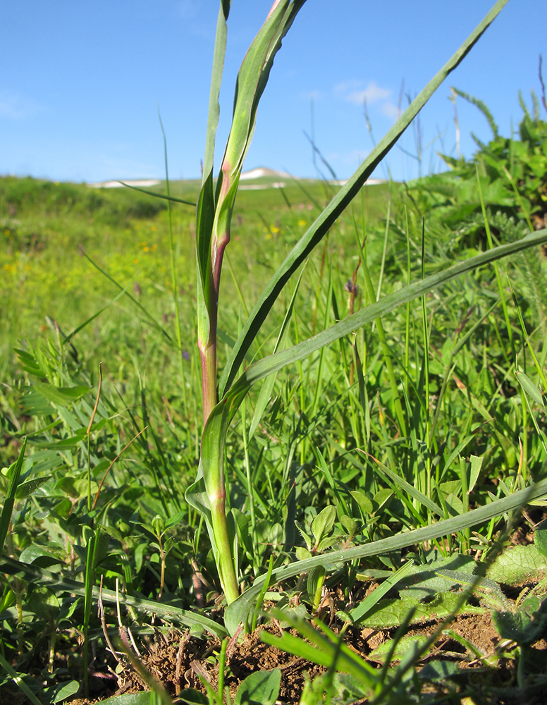 Изображение особи Tragopogon reticulatus.