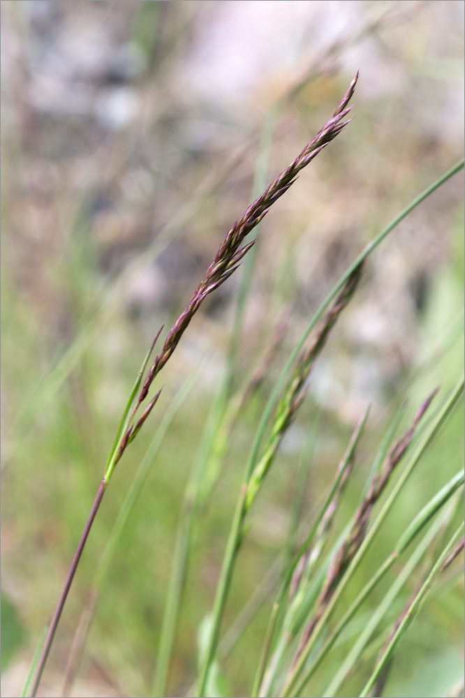 Изображение особи Festuca rubra.