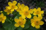 Caltha palustris