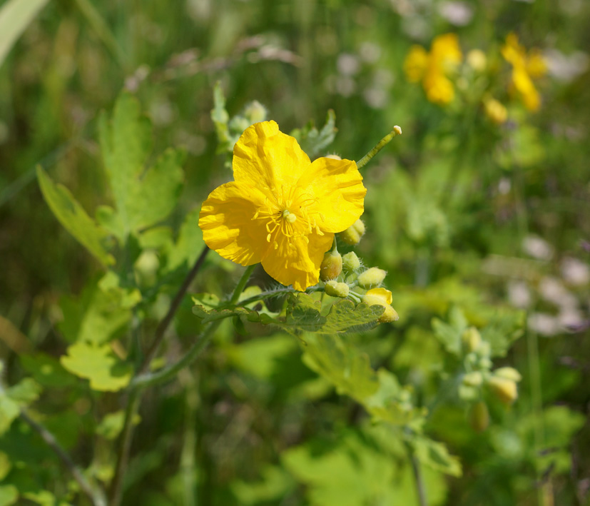 Изображение особи Chelidonium majus.