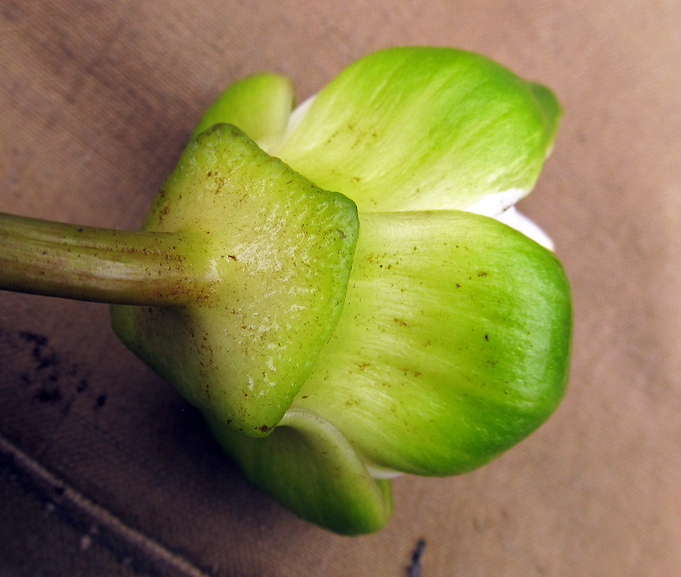 Image of Nymphaea tetragona specimen.