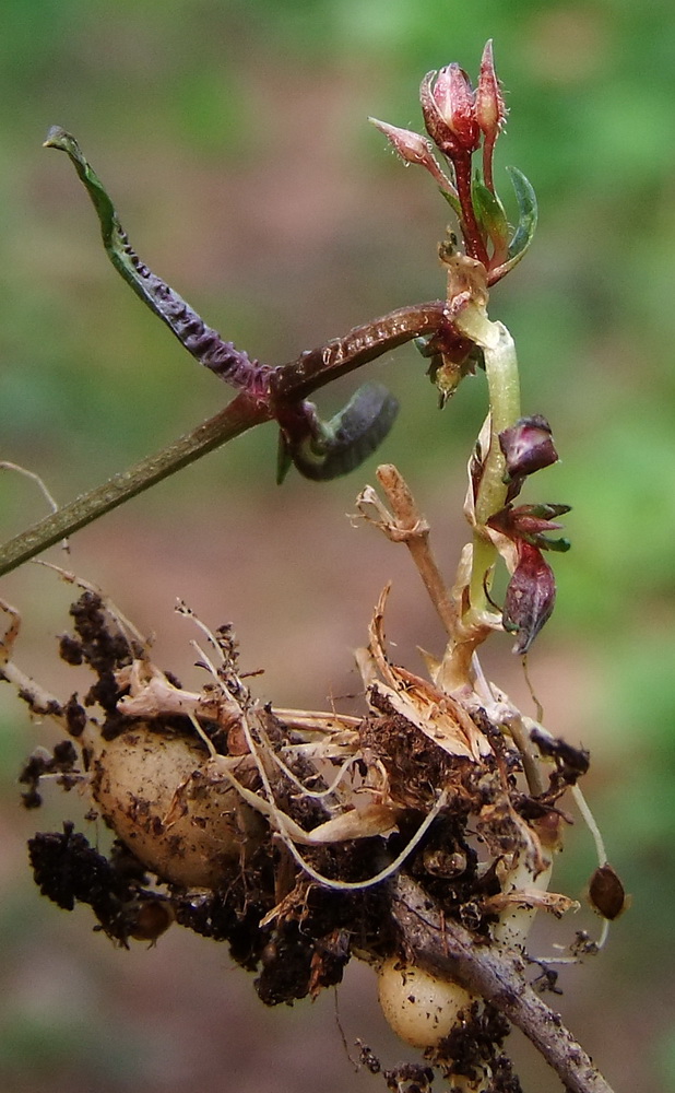 Image of Pseudostellaria sylvatica specimen.