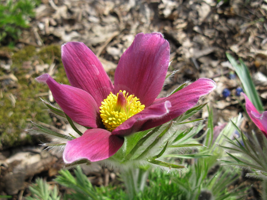 Изображение особи Pulsatilla vulgaris.