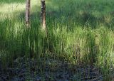 Equisetum fluviatile. Заросли хвощей. Санкт-Петербург, Пискарёвский парк. 29.05.2009.