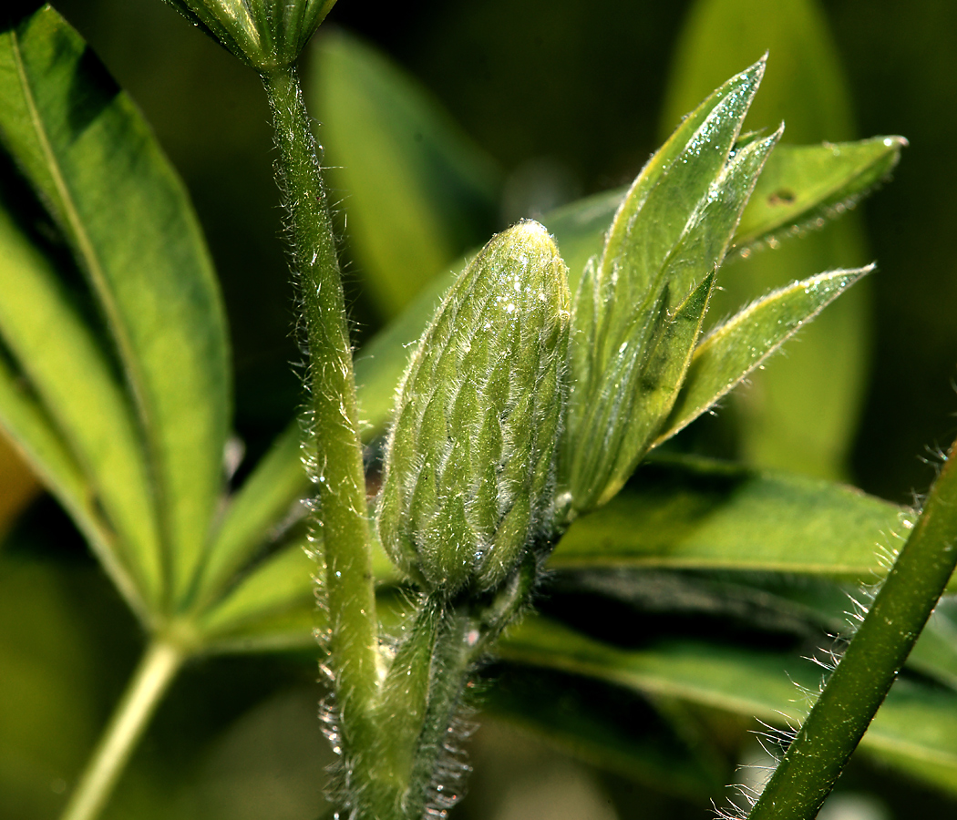 Изображение особи Lupinus polyphyllus.