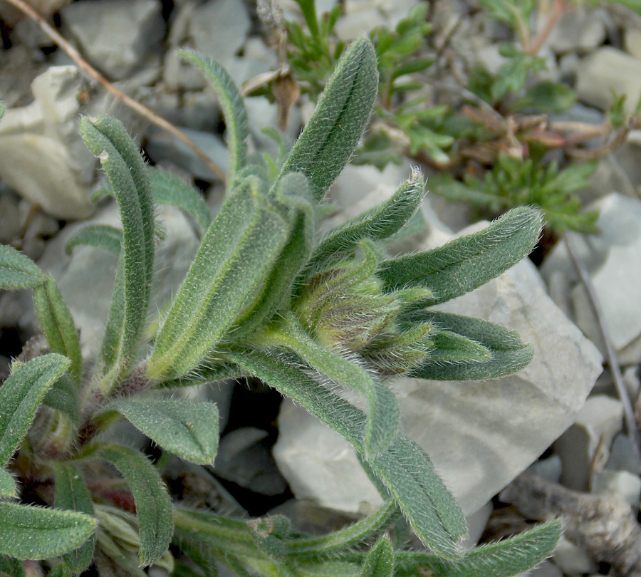 Image of Onosma montana specimen.