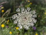 Daucus carota subspecies maximus. Соцветие. Греция, о. Крит, холмы в южной окр. Ретимно (Ρέθυμνο), обочина дороги, маквис. 02.05.2014.