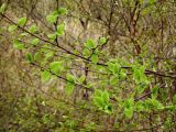 genus Betula. Ветви с молодыми листьями. Приморье, Хасанский р-н, п-в Гамова, бухта Теляковского, смешанный лес. 03.05.2015.