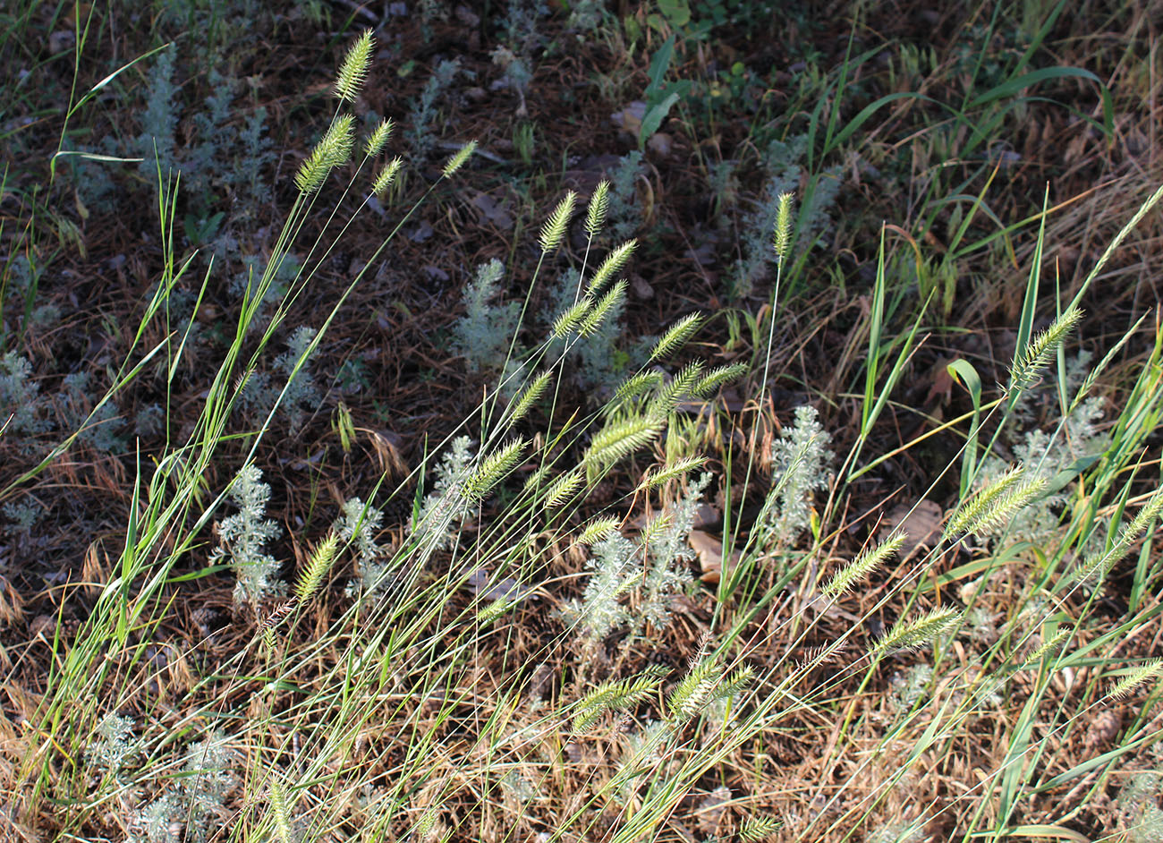 Image of Agropyron pectinatum specimen.