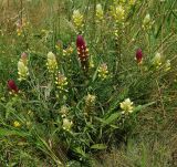 Melampyrum argyrocomum