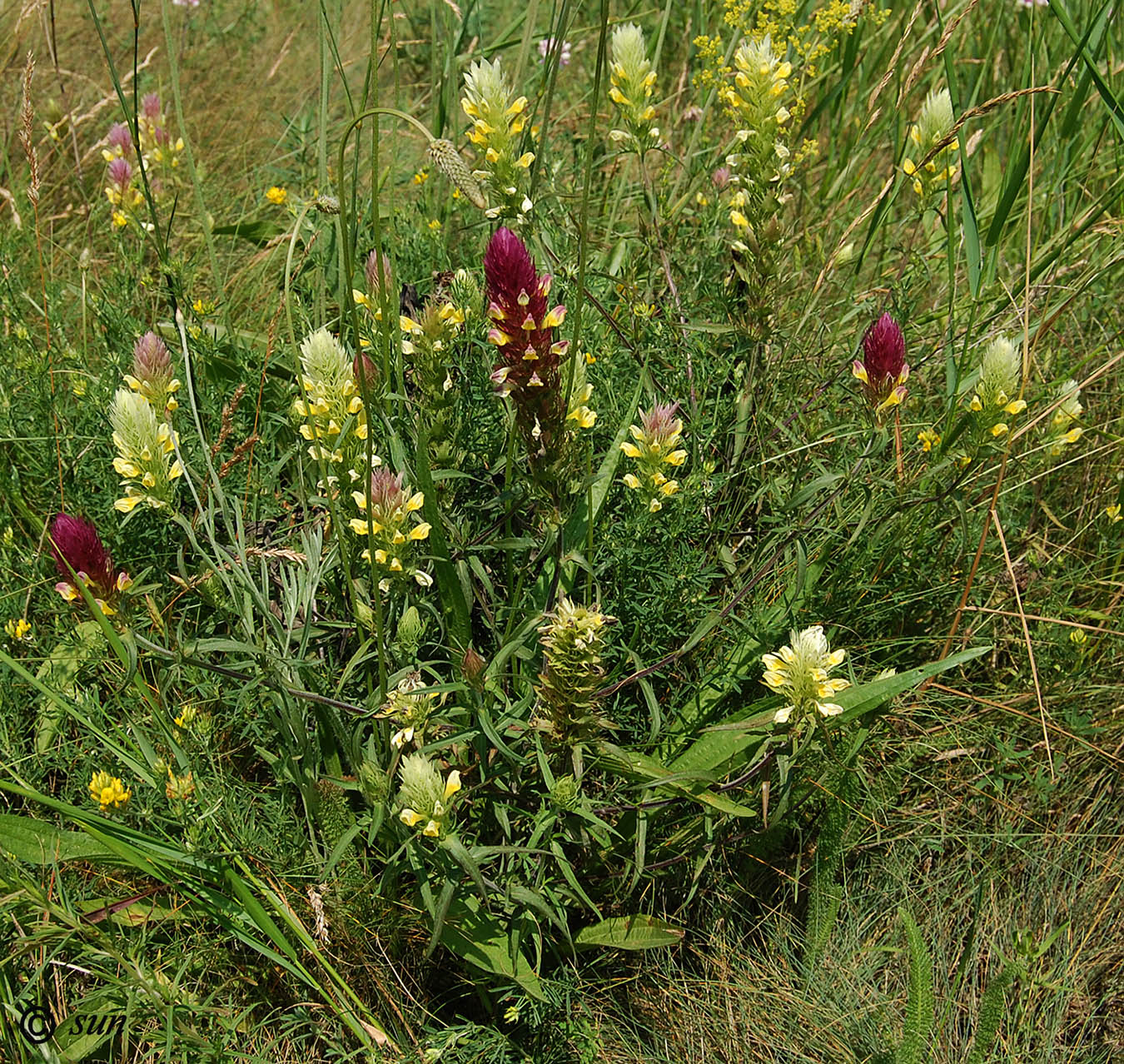 Image of Melampyrum argyrocomum specimen.