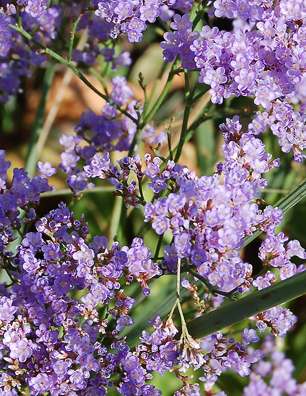 Image of Limonium gmelinii specimen.