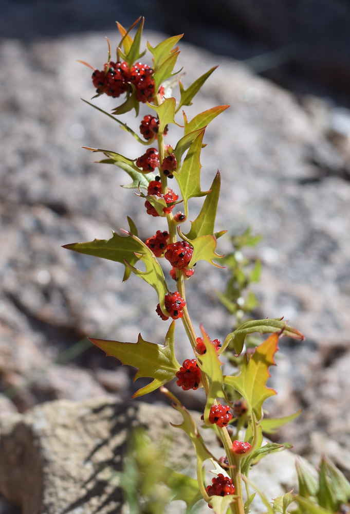 Image of Blitum virgatum specimen.