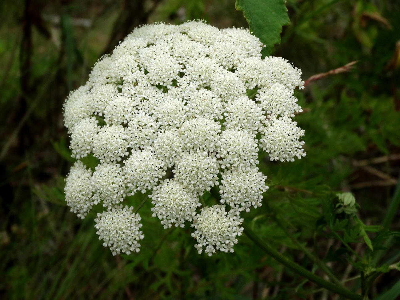 Image of Seseli seseloides specimen.