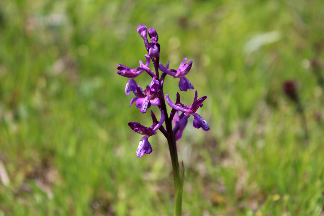 Изображение особи Anacamptis morio ssp. caucasica.