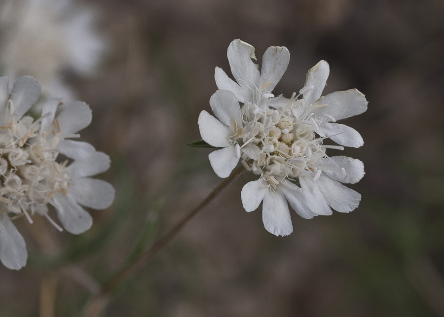 Image of Lomelosia argentea specimen.