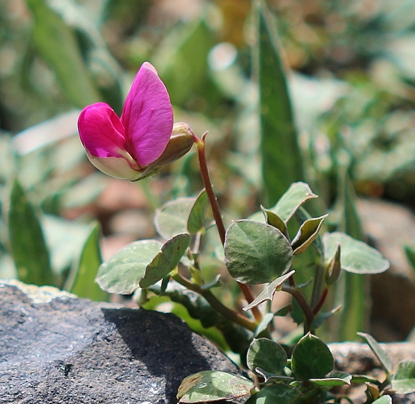 Image of Vavilovia formosa specimen.