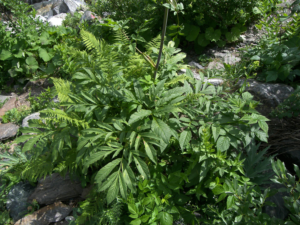 Image of Angelica purpurascens specimen.