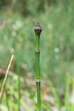 Equisetum variegatum