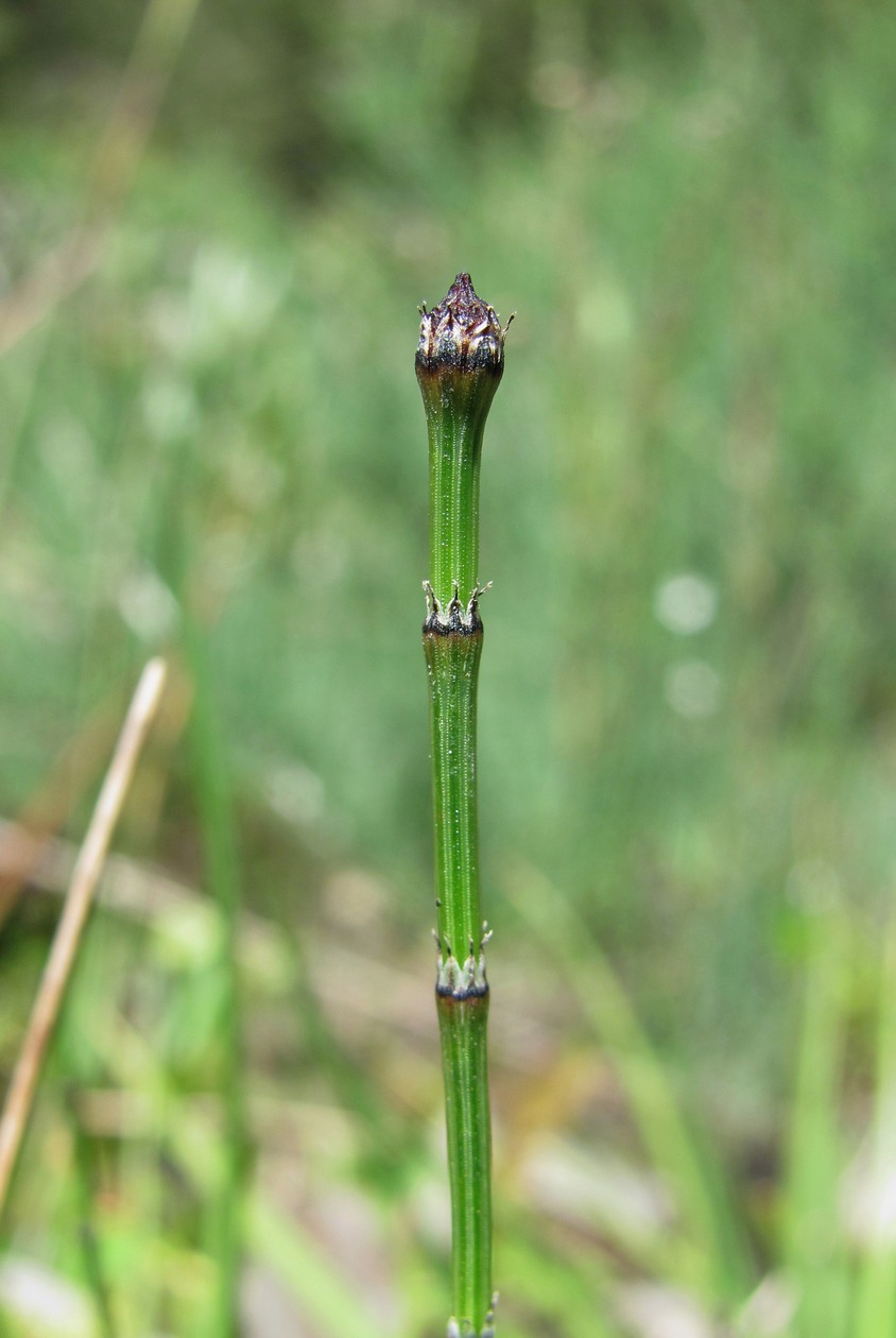 Изображение особи Equisetum variegatum.