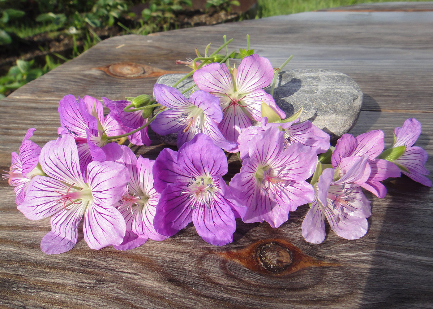 Image of Geranium wlassovianum specimen.