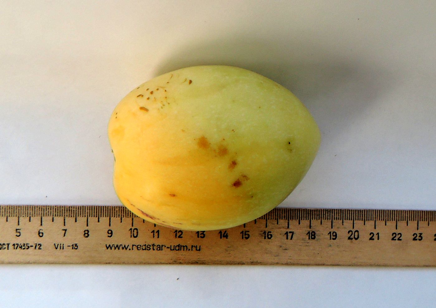 Изображение особи Solanum muricatum.