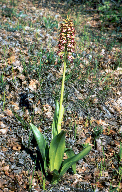 Изображение особи Orchis &times; wulffiana.