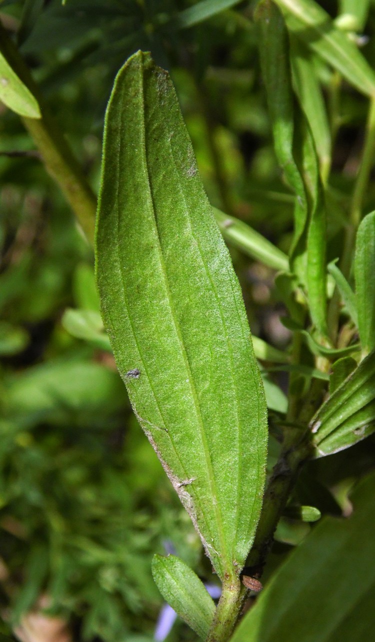 Image of Galatella dracunculoides specimen.