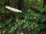 Cimicifuga simplex. Цветущее растение. Приморье, окр. г. Находка, смешанный лес. 07.09.2016.
