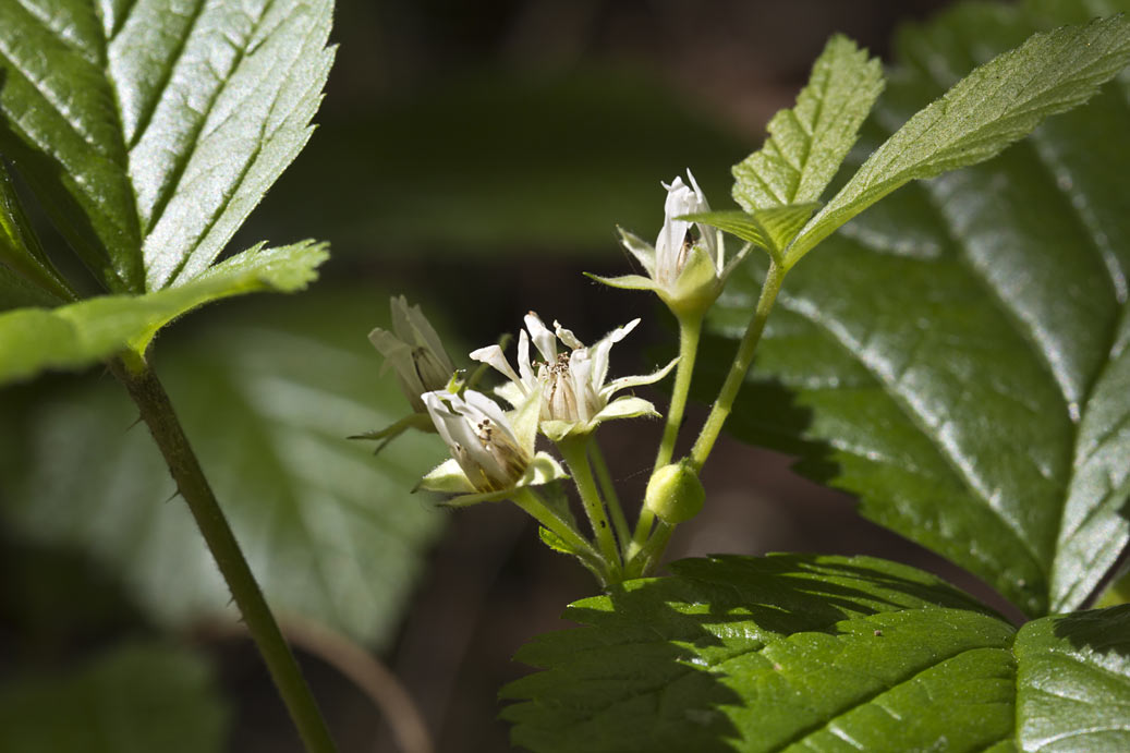 Изображение особи Rubus saxatilis.