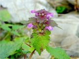 Lamium maculatum