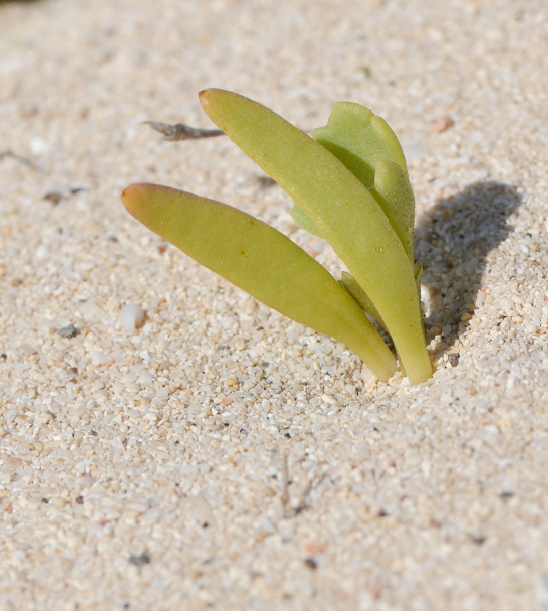 Image of Astydamia latifolia specimen.