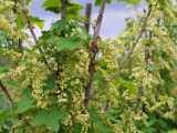 Ribes rubrum