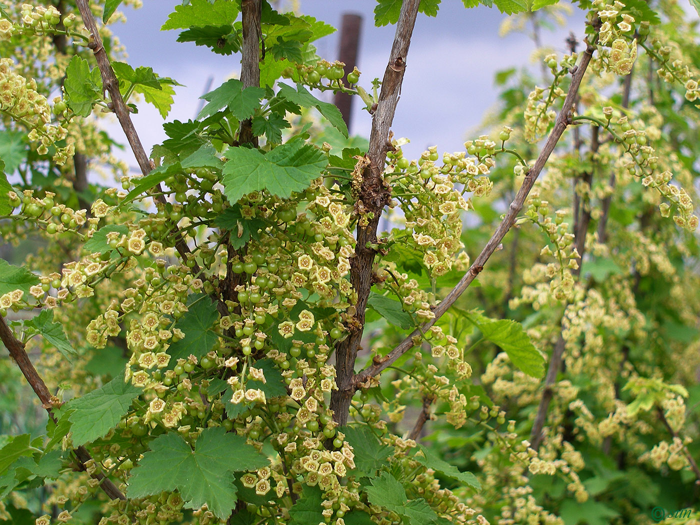 Изображение особи Ribes rubrum.