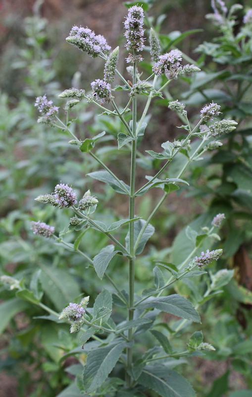 Изображение особи Mentha longifolia.