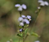 Ageratum conyzoides