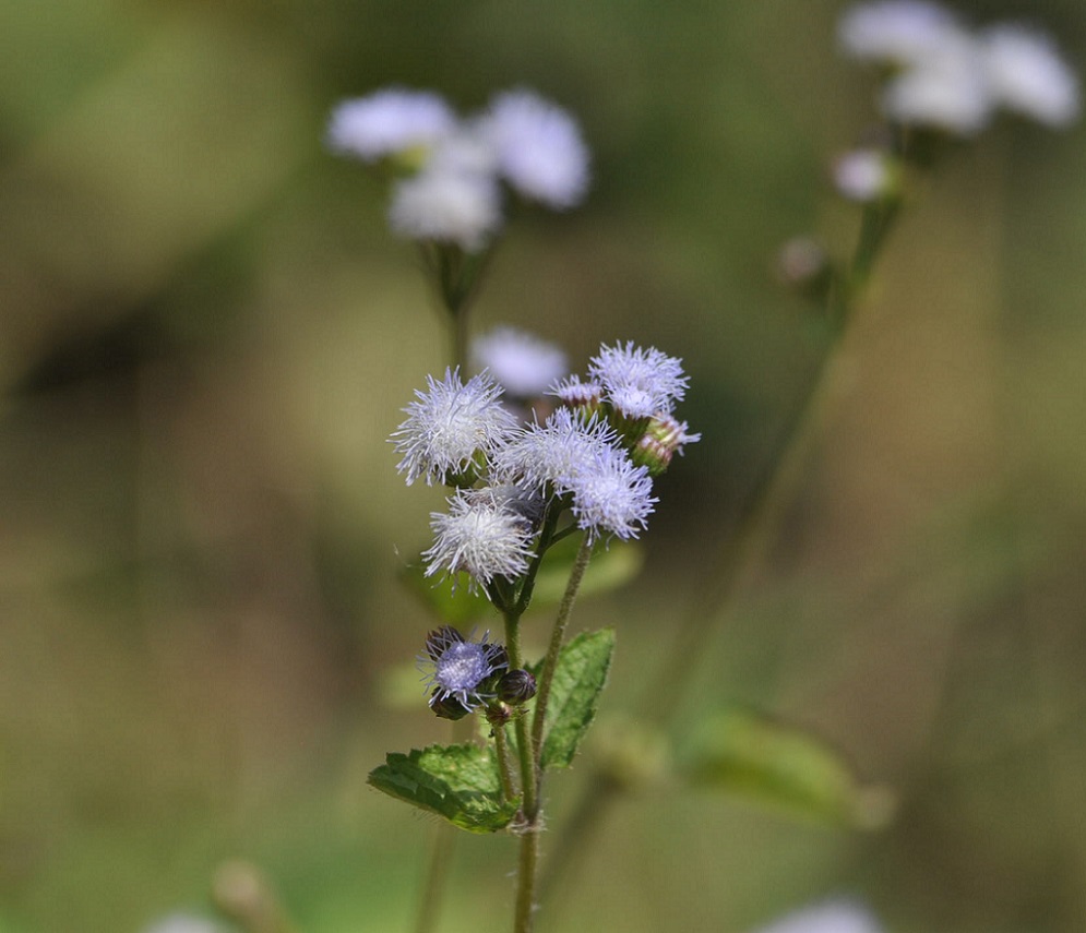 Image of Ageratum conyzoides specimen.