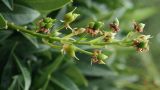 Lauro-cerasus officinalis. Соплодие с завязавшимися плодами. Крым, Южный Берег, Партенит, парк ЛОК \"Айвазовское\". 05.11.2016.