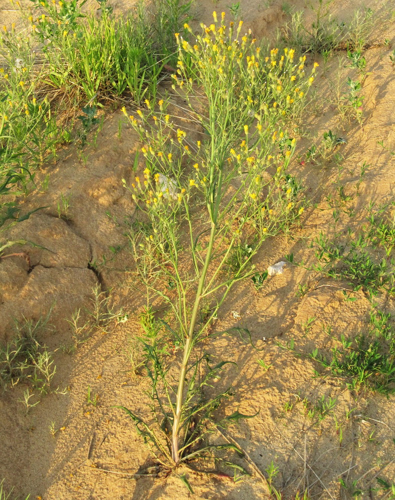 Изображение особи Crepis tectorum.