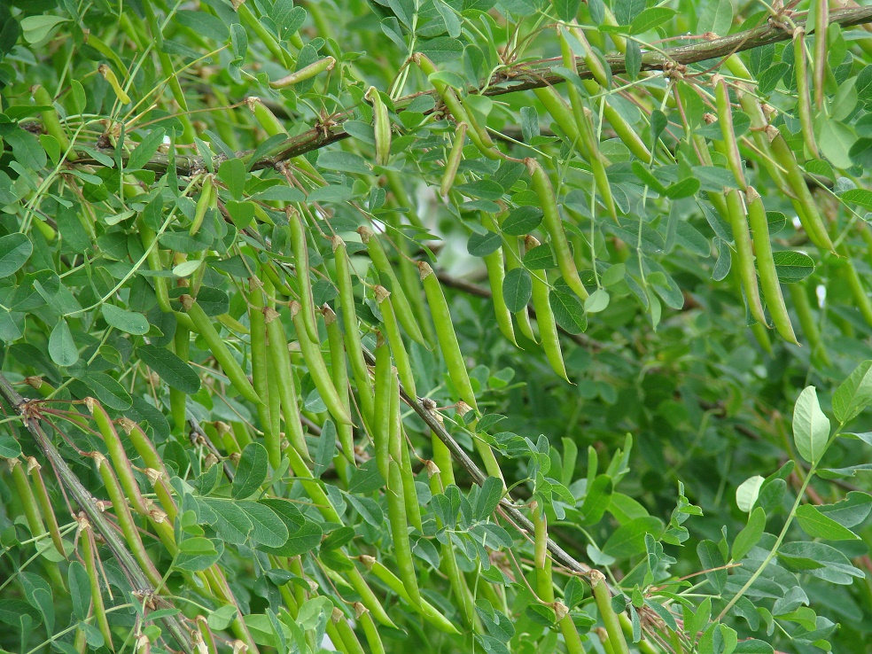 Image of Caragana arborescens specimen.